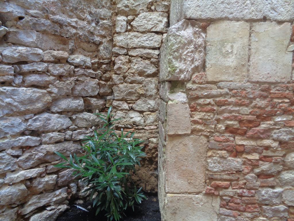 B&B Le Chat Qui Dort Montricoux Dış mekan fotoğraf